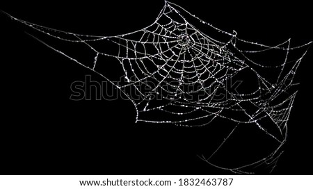 Spider web with dew drops on a black background. Halloween, decoration and horror concept.