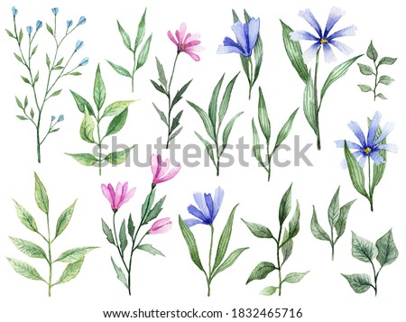 Detailed realistic botanical clip art. Watercolor cute flowers. Different pink blossom with green leaves. Objects isolated on white background. Botanical illustration. 