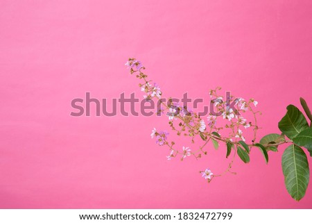 Bouquet lagerstroemia calyculata flowers isolated on pink background