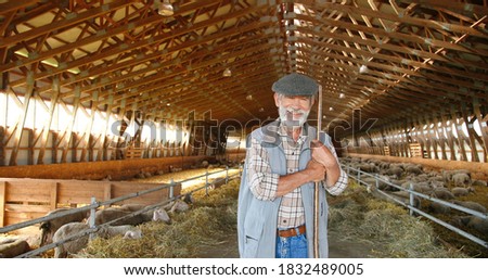 Portrait of old Caucasian handsome smiled grandfather with fork standing in stable of sheep and smiling to camera. Dolly shot. Senior male shepherd cleaning barn concept. Animals farming concept. Royalty-Free Stock Photo #1832489005