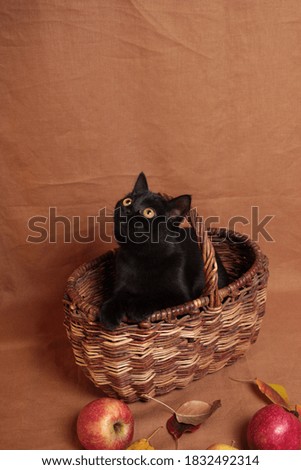 Still life with autumn leaves, apples, basket and black cat. Harvest, thanksgiving
Autumn basket with apples and cat close-up
