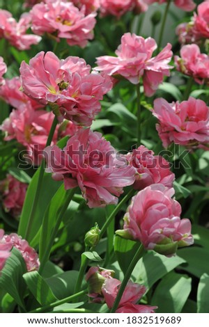 Pink peony-flowered Double Late tulips (Tulipa) Christo bloom in a garden in April 2014