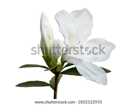 Azaleas flowers with leaves, White flowers isolated on white background with clipping path