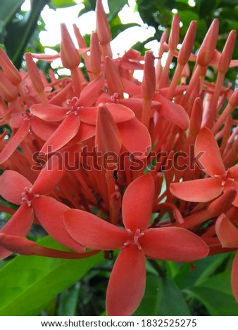 The ixora chinensis. The plant has coarse leaves and produces a large bunch of small flowers. In the tropical climate Ixora flowers year-round and is commonly used in Hindu cults.