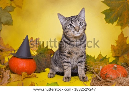 Beautiful gray kitten on a yellow background in the style of Halloween