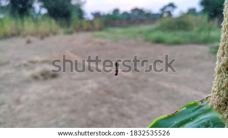 Morning time, Close up macro shot of a European garden spider (cross spider, Araneus diadematus) sitting in a spider web