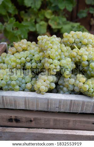 New harvest of white sweet chardonnay grapes on grand cru vineyards near Epernay, region Champagne, France close up