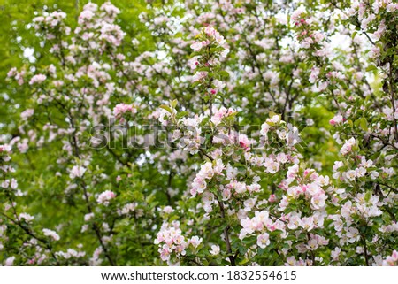 Blooming apple tree, Orchard blossom in spring, natural backdrop background