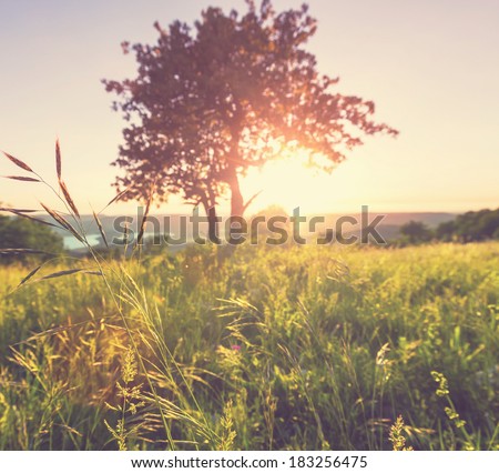 summer meadow Royalty-Free Stock Photo #183256475