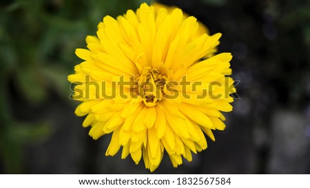 A bright yellow Calendula flower