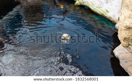 Wonderful sea otter swimming in the Lisbon ocenarium in Portugal
