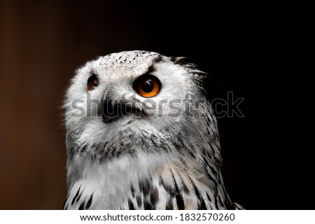 Animal portrait of a wild Siberian eagle owl (Bubo Bubo sibiricus), with bright orange eyes (isolated on black background), sitting in a tree to hunt