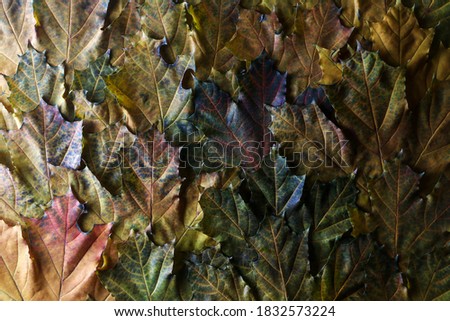 Autumn background. Autumn multicoloured maple leaves. Texture leaves