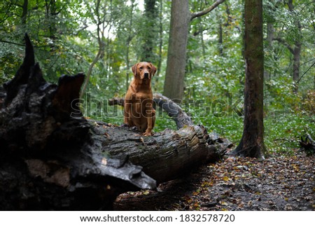 Fox Red Labrador in the woods in the rain during autumn