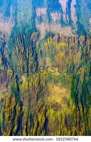 Algae on the river bottom. Top view through the water. The picture was taken in autumn in Russia, in the city of Orenburg