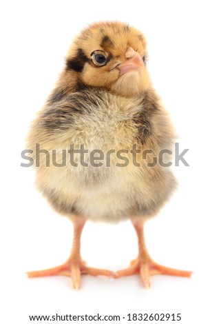 One small chicken on a white background