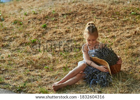 7 years old girl in a white dress in a hat and a basket with lavender flowers. Lavender history advertising. Girl delighted with flowers and fields. High quality photo