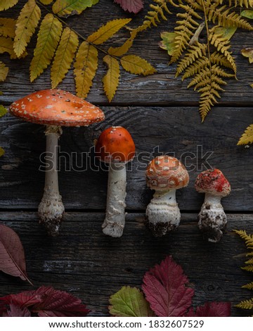 Autumn stylized Botanical composition. Composition of assorted of fly agarics and autumn leaves on a wooden table. Autumn design, flat styling, top view