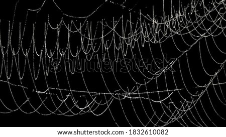 Spider web with dew drops on a black background. Halloween, decoration and horror concept.