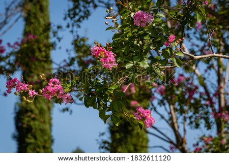Huge trees of common myrtle (Lagerstroemia indica) bloom with pink flowers. City Park "Krasnodar" or Galitsky Park for recreation and walks. Close-up. Landscape park around football stadium.