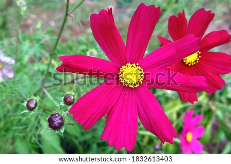 Picture of a Mexican aster during an early fall morning
