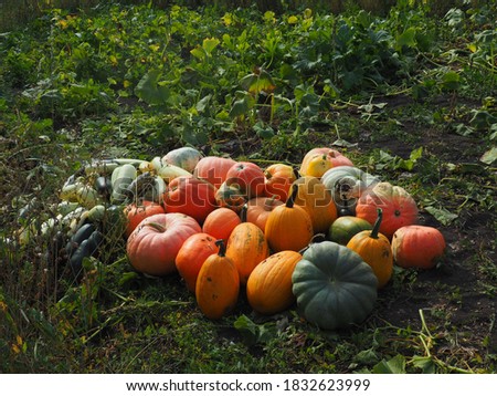 The picture was taken in September 2020.On the field there are a lot of pumpkins collected in heaps.
