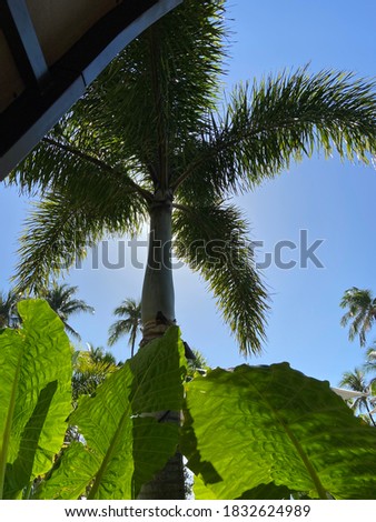 Palm tree Maui, Hawaii resort
