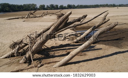 Tree trunks sticking out from sand on a beach
