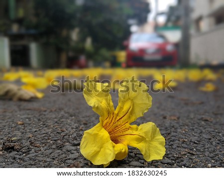 Yellow flower on the street. Good vibes.