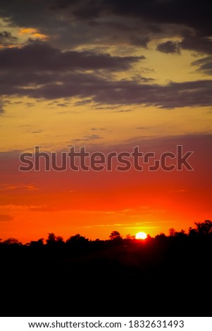 Silhouetted trees at sunset in a South African wilderness reserve