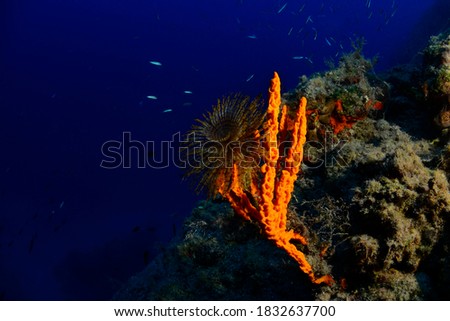 Underwater photography (spirograph spallanzanii) Bodrum, Mugla / TURKEY