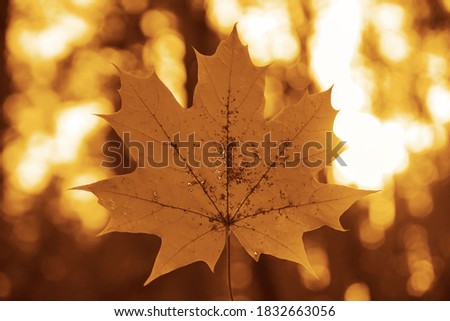 one brown or yellow  maple leave in autumn or winter season with blurred background. Colorful frost Autumn Leaf Season.