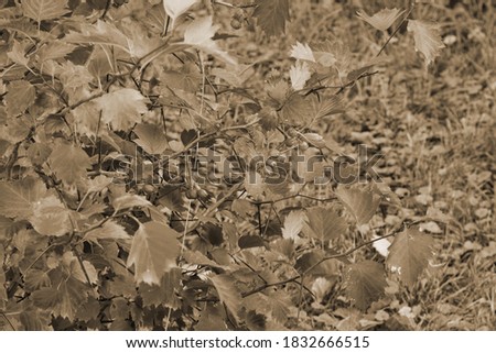 Vintage sepia photo of old leaves on a tree in autumn