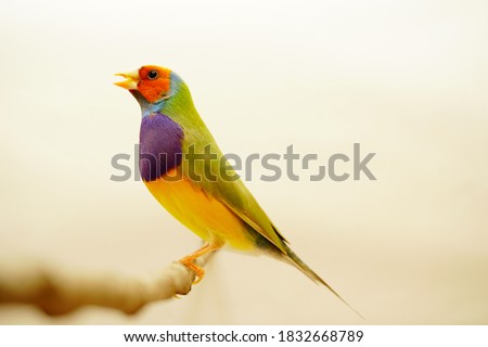 Finches 7color Gouldian Finch, Male Bird Style Face dark orange chest dark purple body dark yellow.bird in front of a white background Royalty-Free Stock Photo #1832668789