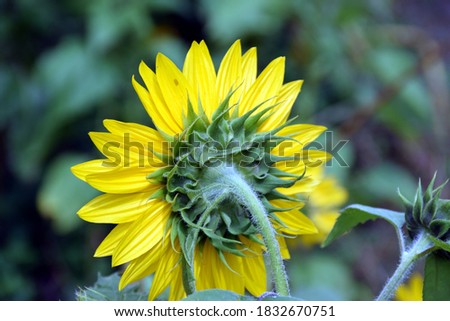 Beautiful picture of sunflower from back side