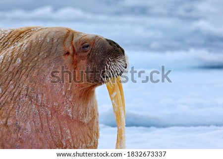 Walrus, lying on the ice, detail portrait with tusk, Svalbard, Norway. Winter landscape with big animal. Close-up portrait of walrus.