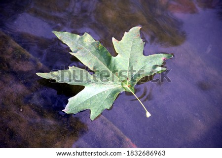 Beautiful big green leaf in lake Nainital uttarakhand