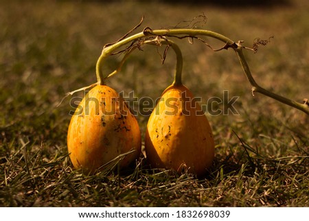 Nice pumpkins in the nature