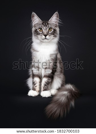 Handsome young Maine Coon cat, sitting facing front with long tail hanging over edge. Looking towards camera with yellow eyes. Isolated on black background.