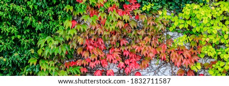 Colorful grapevine-covered wall. Autumn green red leaves background, close up. Huge wall of Red leaves Virginia creeper vine Parthenoci, banner
