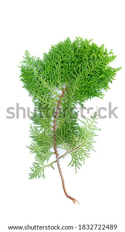 Closeup of fresh green cedars cypress branches on white background.