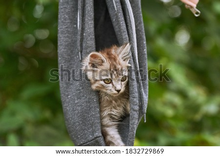A little cute gray cat with green eyes sits in a hood against a green tree. Cat advertising feed