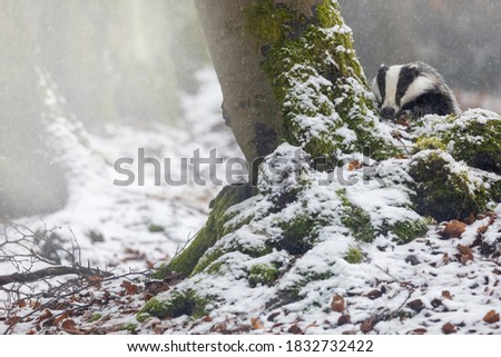 Front view of the European Badger hiding behind a tree in the forest under snowfall