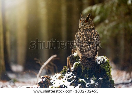 Brown owl is sitting with his back to the camera but looking at the camera. The owl is sitting on a snowy tree stump.