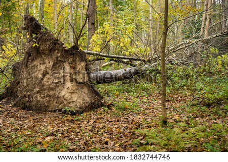 Uprooted tree. Fallen tree in the forest. Autumn forest landscape.