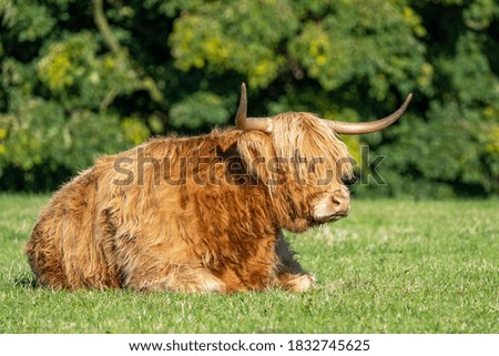 Highland cow sitting in a field