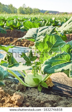 Close up picture of a young kohlrabi on organic farm field patch covered with plastic mulch, selective focus.