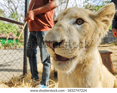 Portrait of a border collie lion living in Thailand