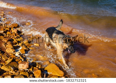 German Shepherd breed dog playing with water.