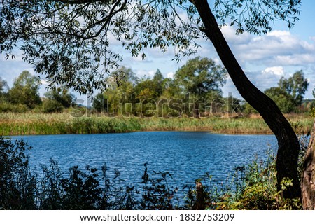 Beautiful landscape, forest lake in clear weather